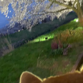 桜のお届けの画像