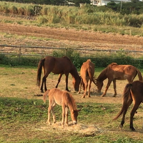 宮古馬の仔馬ちゃんたち。の画像