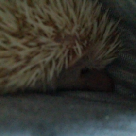 ♯可愛くないすか？(*´▽｀)♯の画像