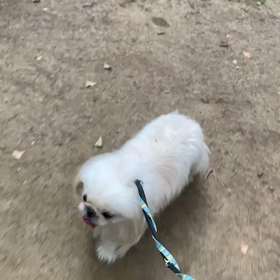 8月7日16わんこと1時間遠足  代々木公園の画像