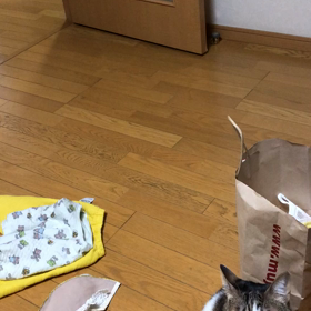 オリンピックをやめさせたがる主人。孫の声に驚く保護猫デール。の画像