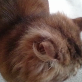 共食い？の画像