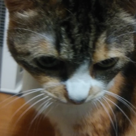 ヤギこですの画像