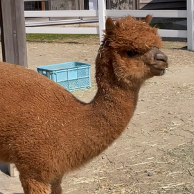 アルパカ、カピバラに会ってきたの画像