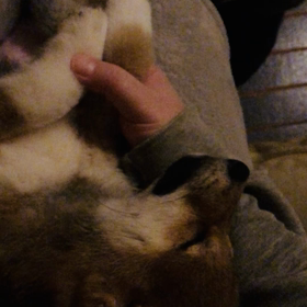 腕の中での画像