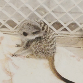 新入りミーアのお見合い中の画像