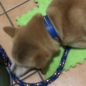 今日のわんこの画像