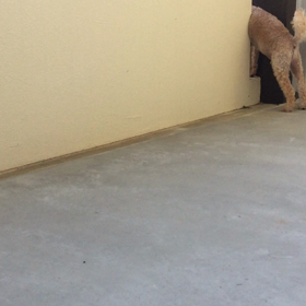 毎日毎朝パトロールしてます！の画像