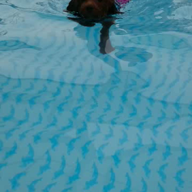 プール動画☆の画像