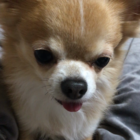わが家のわんこの画像