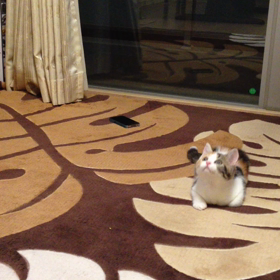 ミーさんの動画の画像