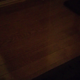 言葉がわかるネコの画像