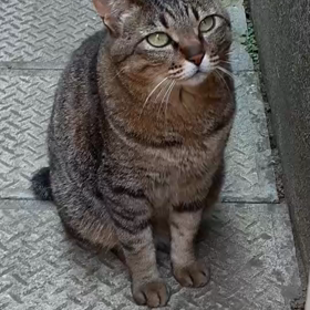 ちゅーるを食らう、もっちー　～その３～の画像