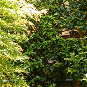 我が家の庭の画像