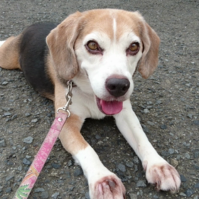 散歩途中で休憩中の画像