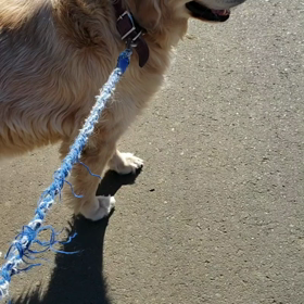 ゴンちゃんの画像