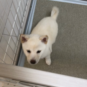 元気にジャンプの画像