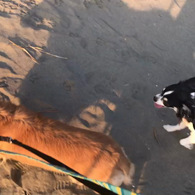 ♪お散歩動画♪お台場海浜公園♪の画像