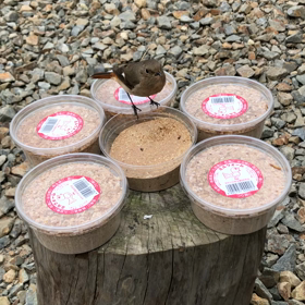 渡り鳥ジョウビタキ『旅立たせない作戦』の画像