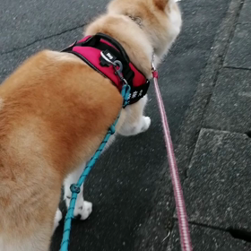 始めダラダラ、中クンクン、終わりはダッシュで締めくくり、おうちへ帰れば、バタンキューでフード拒否の画像