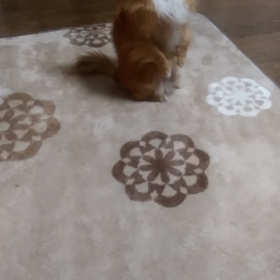 食べたい気持ちはあるけれど・・・の画像