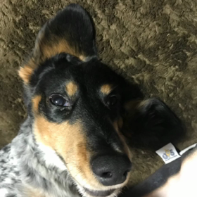 しゃべるアプリの画像