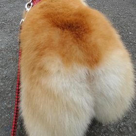 今日のオチリの画像