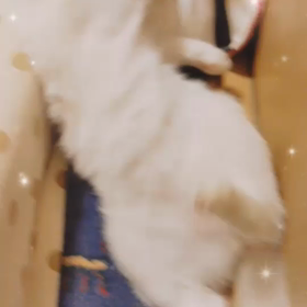 とばみさんからの報告の画像