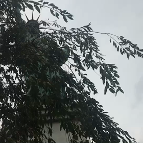 ♪お散歩動画♪お台場海浜公園♪の画像