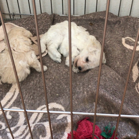 子犬そろそろ1カ月の画像