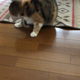 テイテイ遊び‼︎の画像