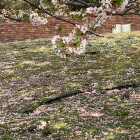 うさぎと桜の画像
