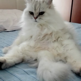 モモ　開脚の画像