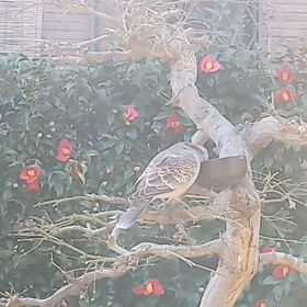 クリスマスローズの白が一つ咲きました。の画像