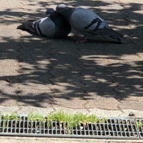 イチャイチャ❤️の画像