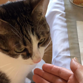 月1  検便検査！  デールちゃんがお膝でお手 動画。の画像