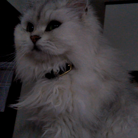 純正律と平均律　♫ + (ΦωΦ)の画像