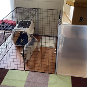 わかくんの画像