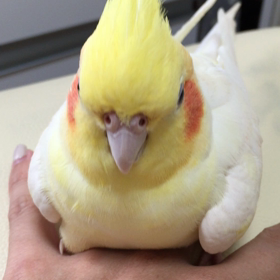 短い動画の画像