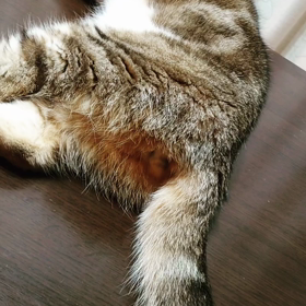 ピクピクの画像