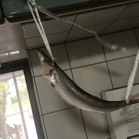 夜の店スナック　本日のおつまみカマスの一夜干造りの画像