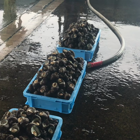 豊浜夕市の様子！真鯛に黒鯛、鰆が豊漁！の画像