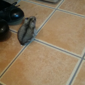 お散歩？？の画像