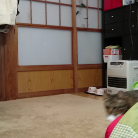 とら吉はしつこいです (・・;)の画像