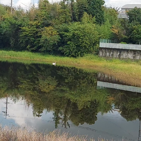 今日の白いあの子の画像