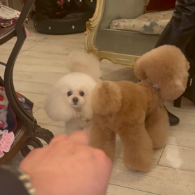 ❤️milk卒園生卵の妖精ちゃんの画像