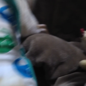 ゆうが、ガウガウ(笑)の画像