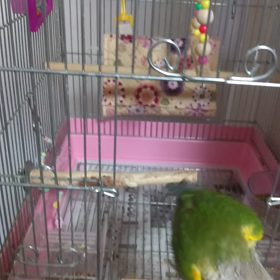 2022/09/16再びの里親募集中ですの画像