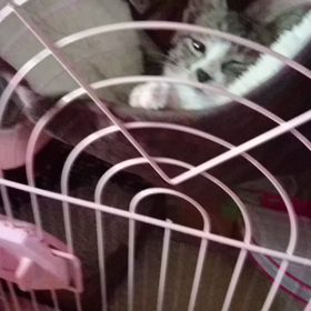 心春のﾁｮｲﾁｮｲの画像