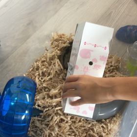 ミルク ハムスター二匹目の画像